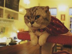android_upload_pic-猫色咖啡·猫咖