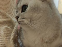 -滚猫咖啡·猫咖·猫友好撸猫(未来城店)