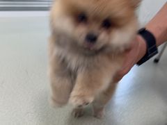 -美美宠物诊疗中心·异宠·骨科(滨江东信分院)