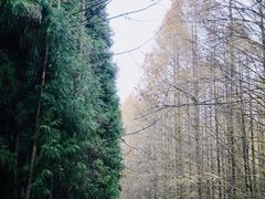 -山王坪喀斯特国家生态公园