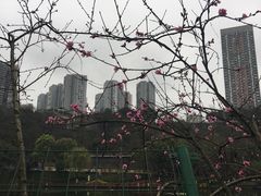 -重庆彩云湖湿地公园
