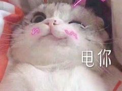 -瑞鹏宠物医院·骨科·猫科·内科(第一中心)