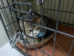 -瑞鹏宠物医院·骨科·猫科·内科(第一中心)