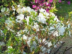 -广东花都湖国家湿地公园