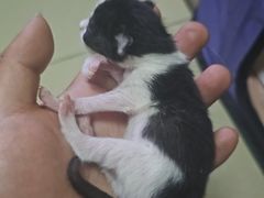 -纳吉亚猫专科动物医院博雅分院