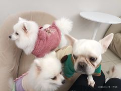 -怪兽屋·羊驼·猫咖·狗咖(俊华广场店)