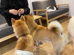 -南京Hallo宠物乐园·哈罗犬舍·柴犬繁育基地