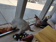 -藏猫猫咖啡主题馆(中央大道店)