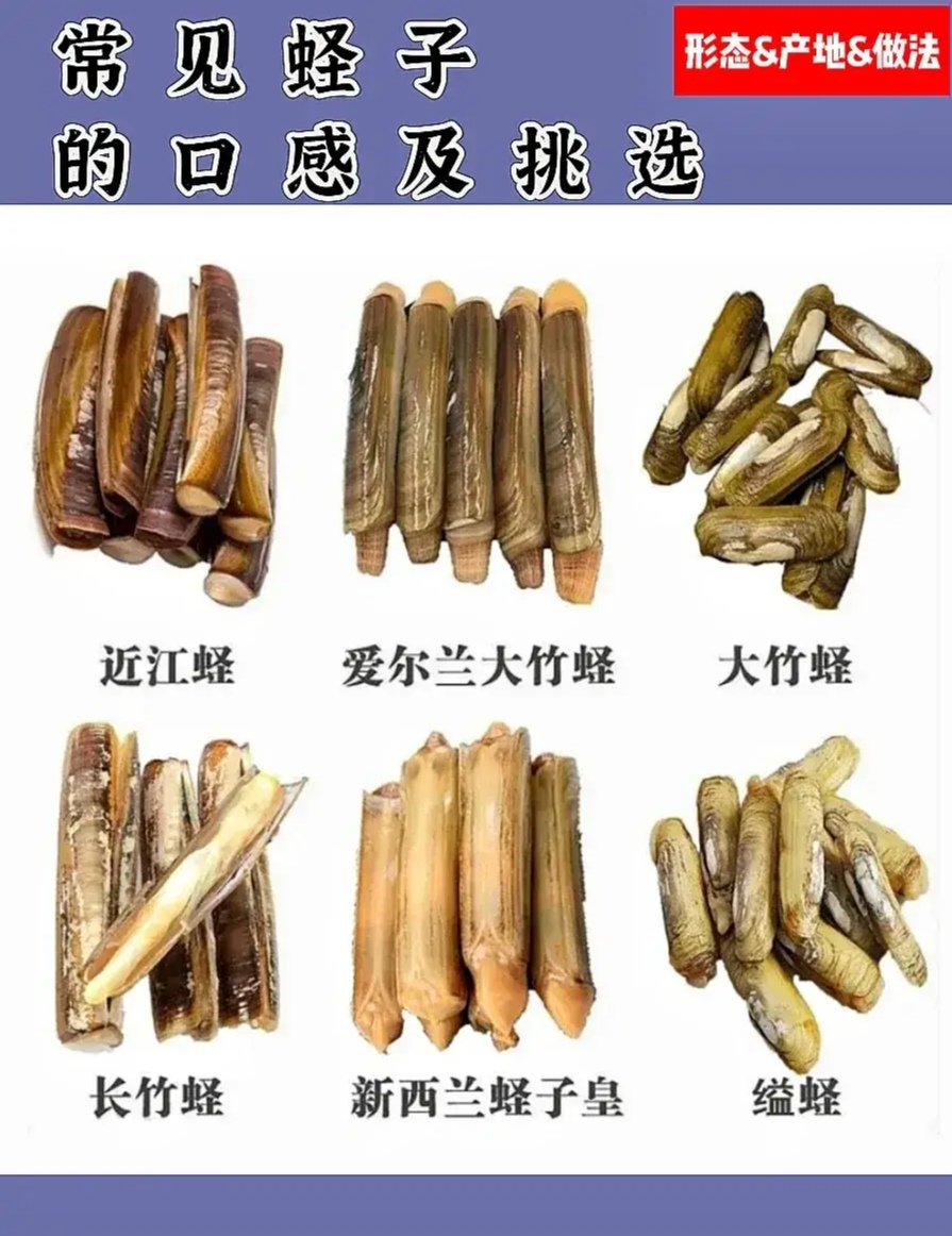 缢蛏简笔画图片