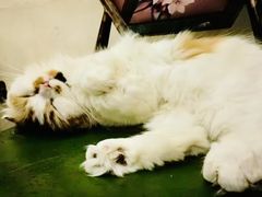 -猫小院猫主题餐厅(南锣旗舰店)