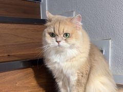 -琪喵猫屋·撸猫猫咖·猫舍