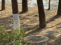 -合肥滨湖国家森林公园