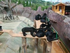 -东方熊牧场