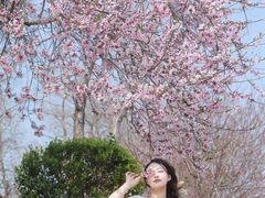 -荷兰花海