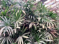 -呀路古热带植物园