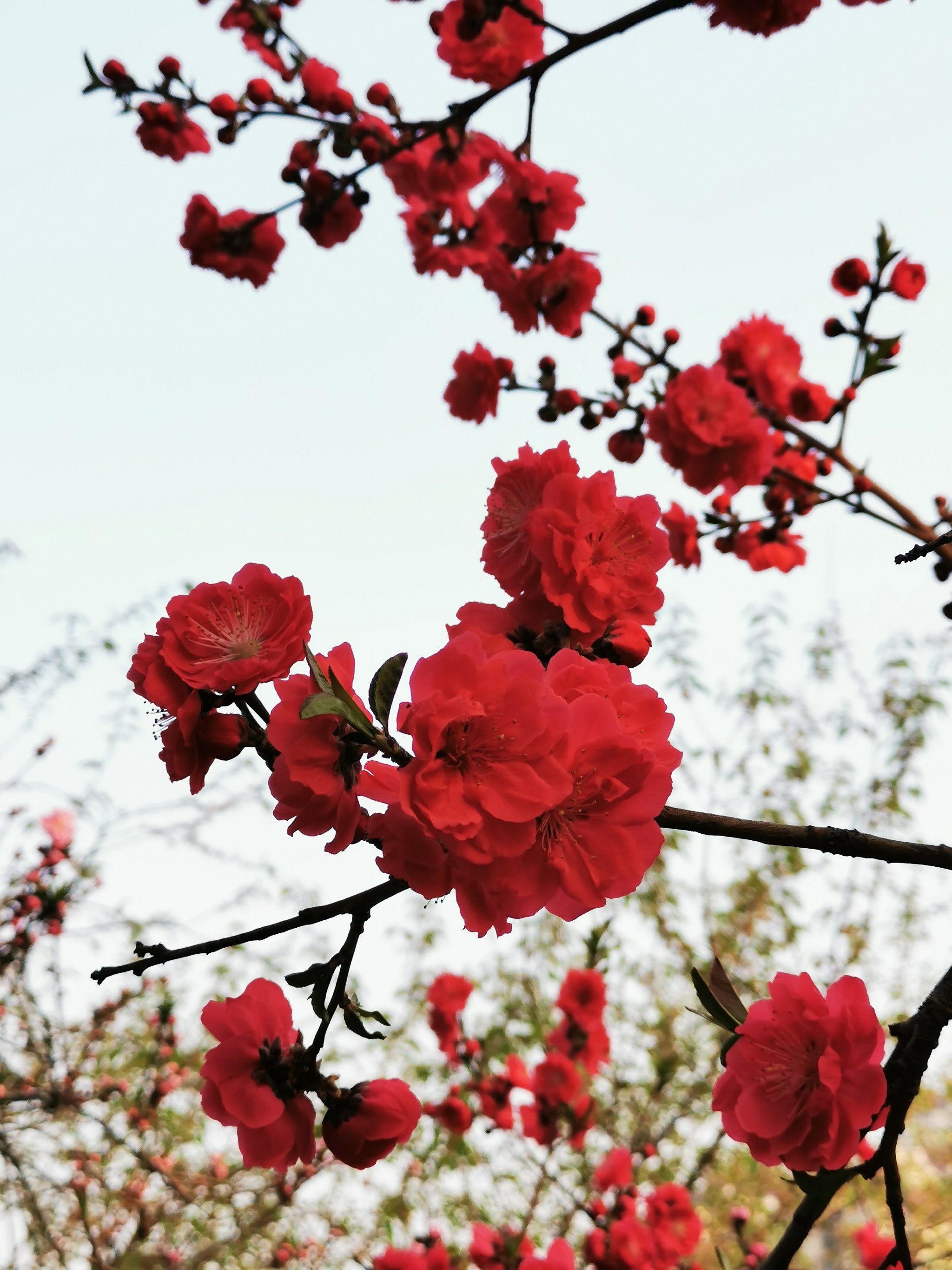 盛开的桃花真实图片