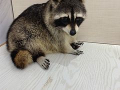 -浣熊柯尔鸭土拨鼠·电玩咖