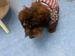 -博特宠物医院24h犬猫全科.骨科·异宠