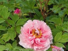 -洛阳市隋唐城遗址植物园