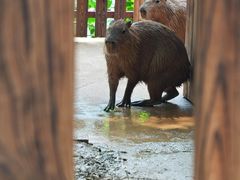 -西双版纳总佛寺
