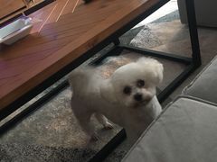 -PETKIT 小佩宠物·低压洗护·美容·寄养(安远店)