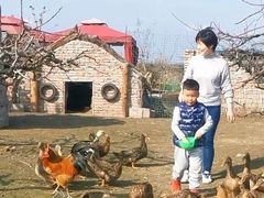 -樂桃源奉贤黄桃种植采摘基地