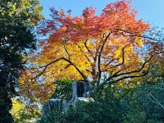 -墨尔本皇家植物园