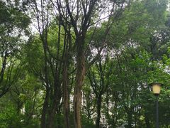 -重庆市江北嘴中央商务区中央公园