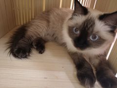 -猫和宫(六道口店)