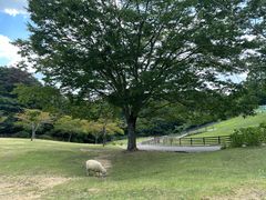 -神户市立六甲山牧场