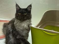 -青奢宠物·青奢猫舍