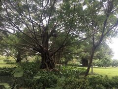 -南宁南湖公园