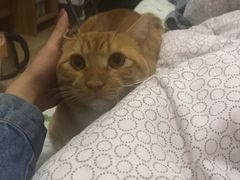 -灵美宠物诊所