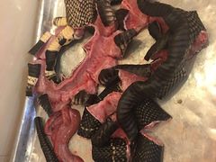 -荔城生鲜盛宴(番禺旗舰店)