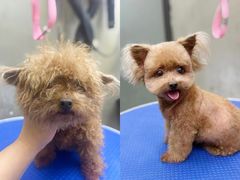 -PETKIT小佩宠物·低压洗护(国顺东路店)