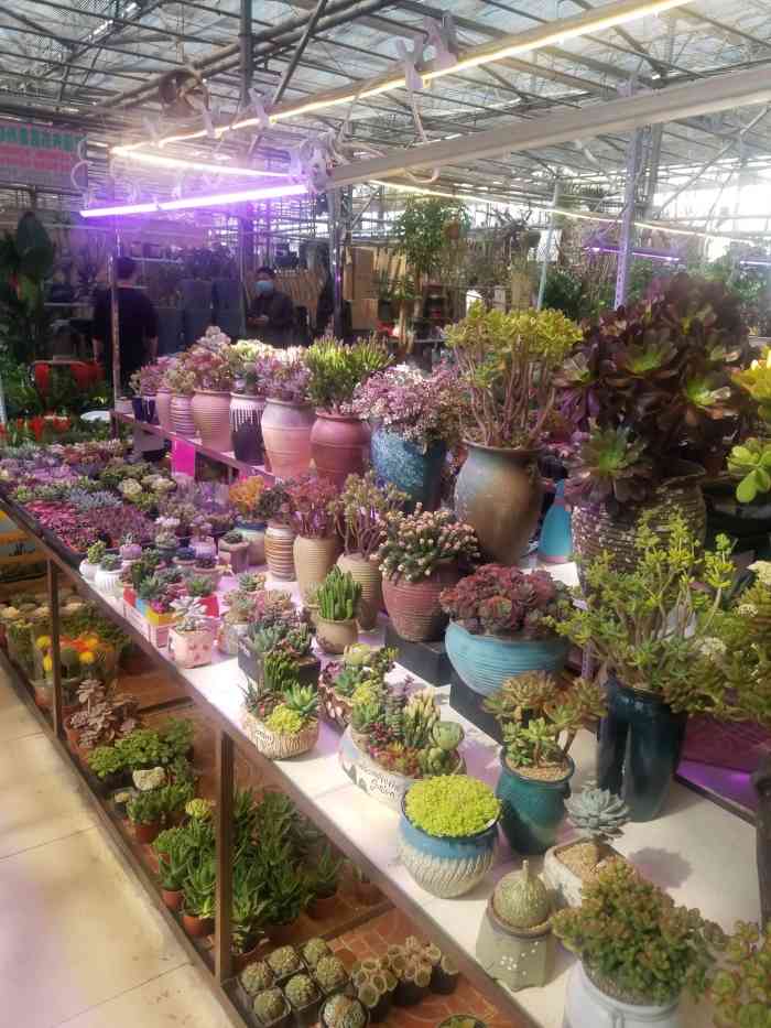 陈寨花卉双桥花卉基地-"诚信超市——双桥陈寨花卉市场 【位置.