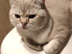 -中环花鸟鱼虫市场