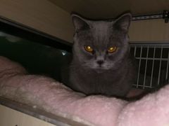 -美联众合动物医院(·中兽医·疑难杂症·严家桥分院)