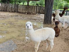 -鄂尔多斯野生动物园