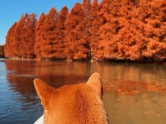 -上海海湾国家森林公园