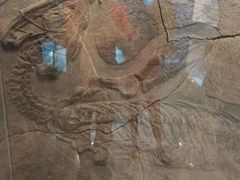 -甘肃地质博物馆