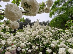 -铁山坪森林公园