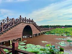 -荷塘月色湿地公园·向阳花洲