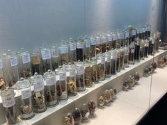 -广东中医药博物馆
