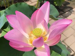 -莲花池公园