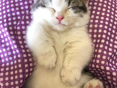 -屋虎猫馆(宝安大仟里店)