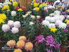 -上海共青森林公园