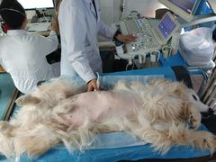 -北京赛佳动物医院