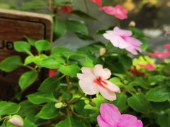 -Chom Cafe and Restaurant