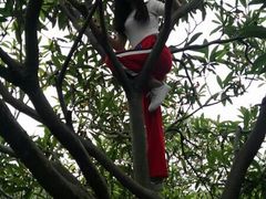 -塘栖枇杷特色园区